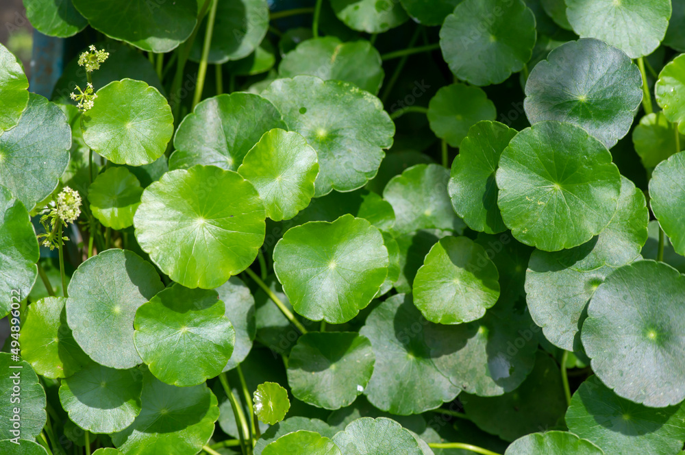 Obraz premium Close up of Daun Pegagan, Centella asiatica leaves, in shallow focus