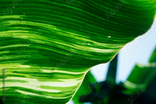 selective focus Spotted banana leaves Leaves of the banana plant alternate green with white. spotted banana leaf background image photo