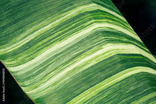 selective focus Spotted banana leaves Leaves of the banana plant alternate green with white. spotted banana leaf background image photo