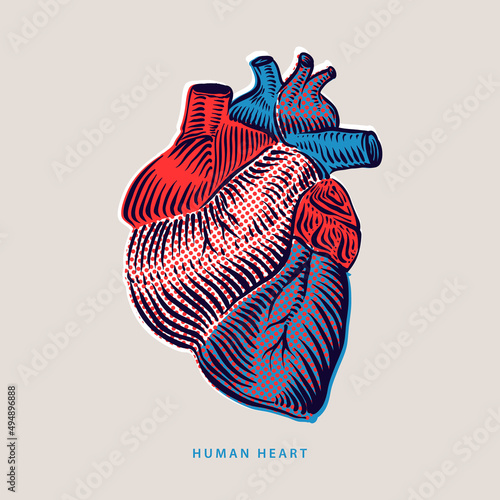 Realistic vector isolated human heart. Anatomically correct heart with venous system