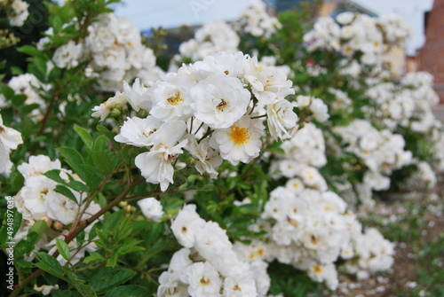 Flowering of bush roses