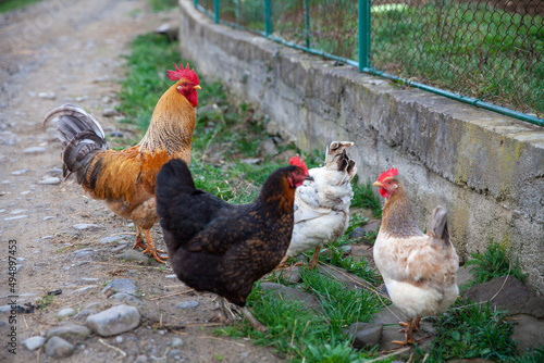 Closeup shot of some roosters on a green background