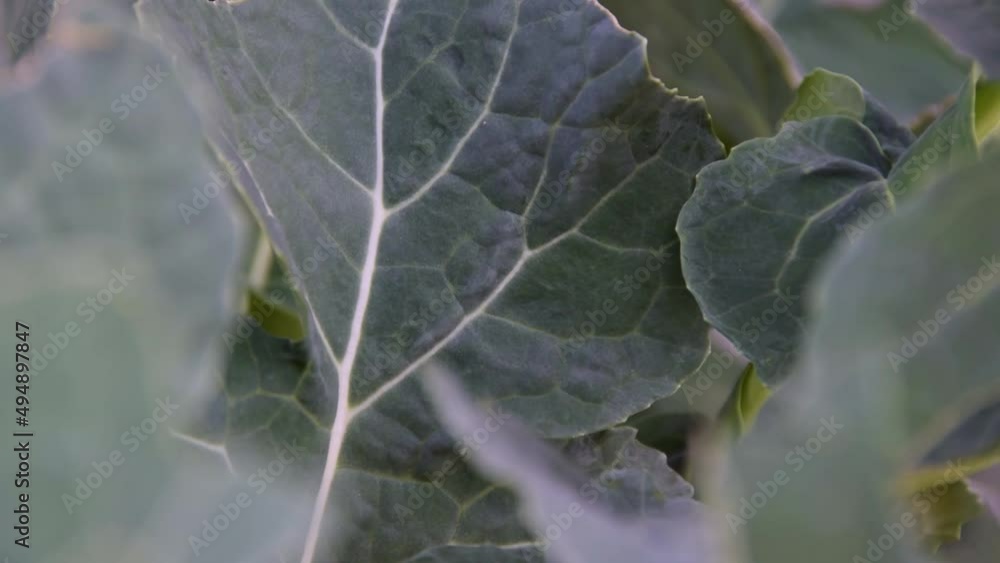 Close up of wild broccoli, agricultural concept
Close up of wild broccoli, agricultural concept