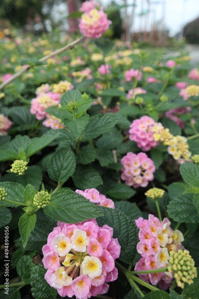 various colors of Lantana camara blooming in the garden design for seasonal and powerful concept various colors of Lantana camara blooming in the garden design for seasonal and powerful concept