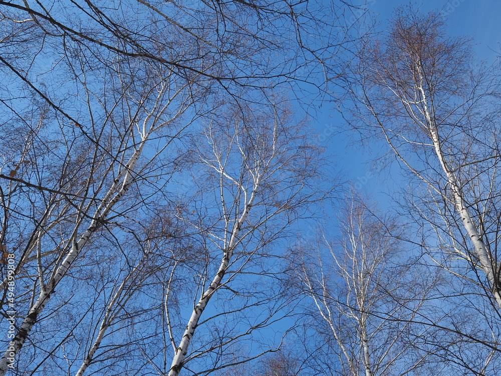 White birch. Birch branches against the blue sky. White birch. Birch branches against the blue sky.