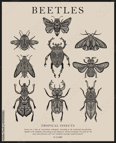 Big collection of vector insect sketches with patterns. beetles and butterflies. Set of entomological drawings. Outlines of insects for print, banner, poster, tattoo, card design.