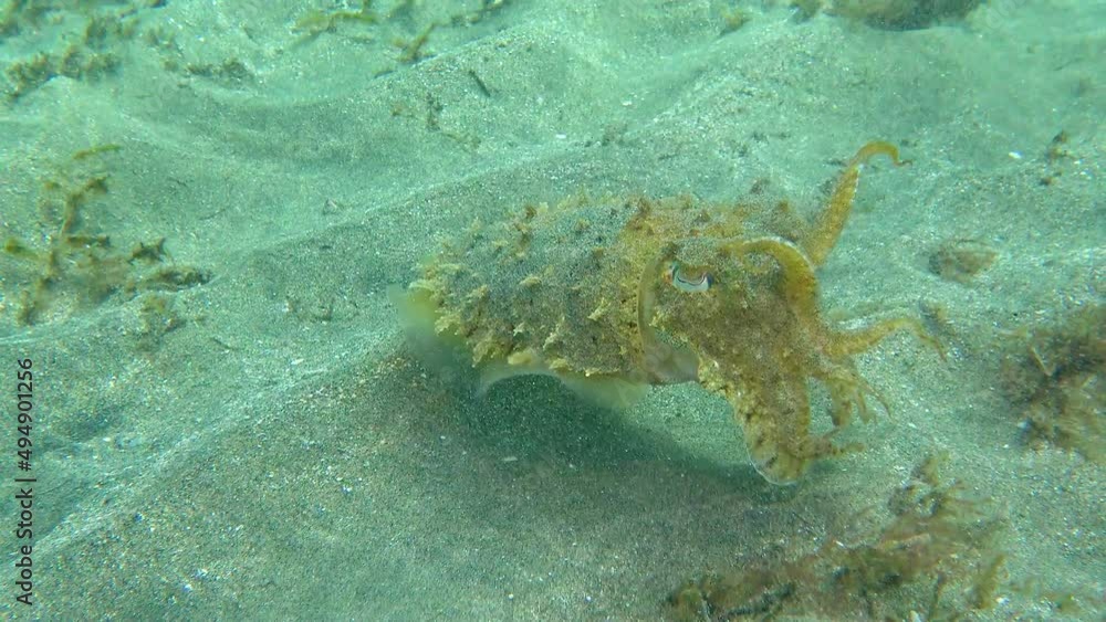 Hooded coottlefish (Sepia prashadi), cuttlefish runs away from the diver over the sandy bottom at a shallow depth. Red Sea, Egypt Hooded coottlefish (Sepia prashadi), cuttlefish runs away from the diver over the sandy bottom at a shallow depth. Red Sea, Egypt