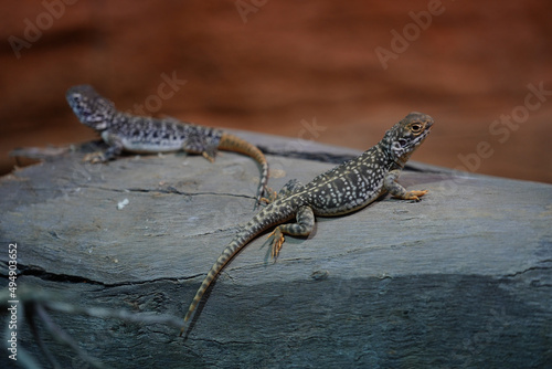 Fototapeta Pair of small lizards on a rock at a zoo