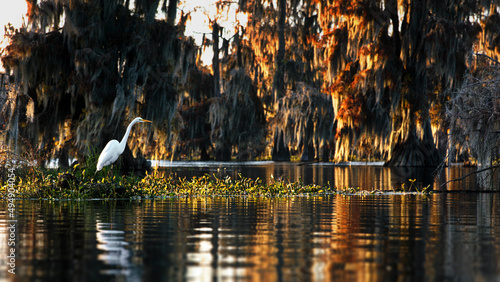 Fotografie Egret in the beautiful cypress swamps in the USA during autumn