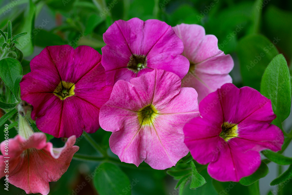 Naklejka premium Gorgeous pink petunia flowers. Landscape design, floriculture.