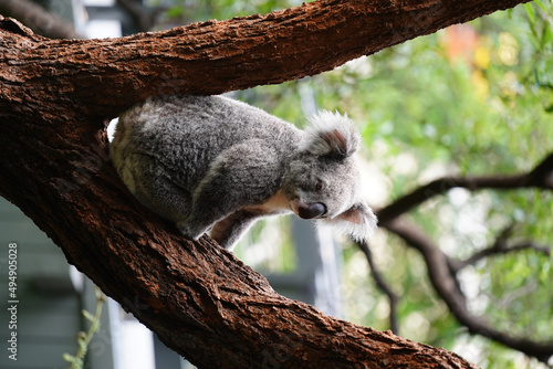 Canvas Print Closeup shot of a small koala on a tree