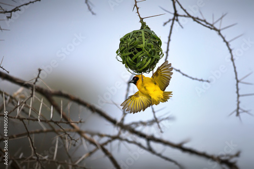Yellow weaver bird flying in a forest in Tanzania photo