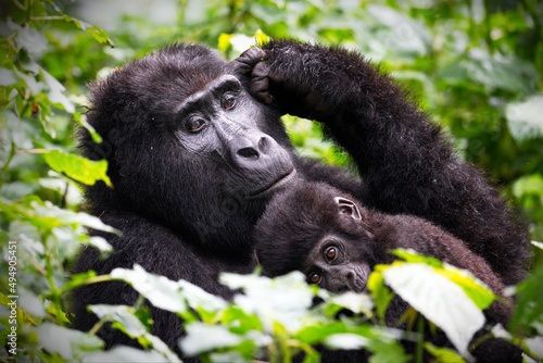 Obraz na płótnie Closeup shot of a chimpanzee in Uganda