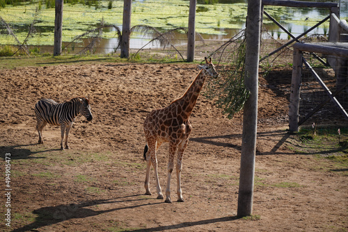 Canvas Print Closeup of giraffes in the zoo