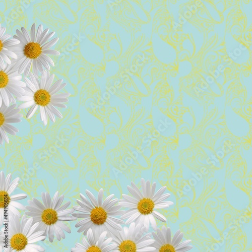 Daisy  chamomile white flowers on background