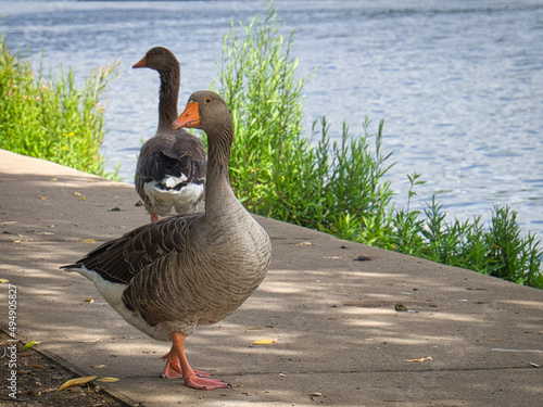 Wild geese on the river during a walk. Rest of the birds to take food and rest. photo