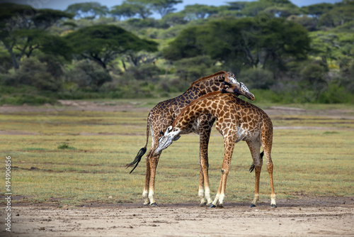 Canvas Print Two giraffes in Savanna in Tanzania