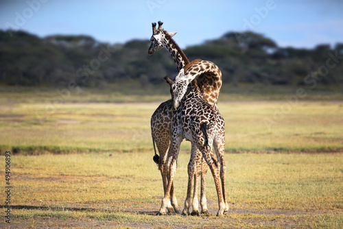 Couple of giraffes hugg in the Tanzania nature during daylight