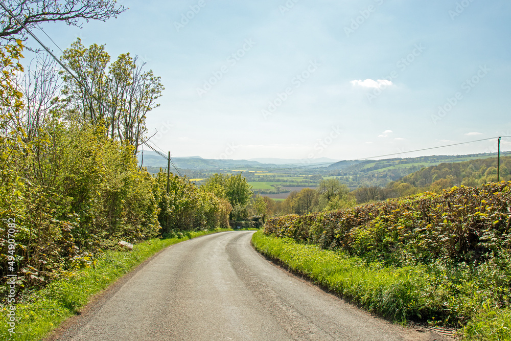 Fototapeta premium Road in the forest