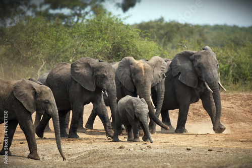 Photography Group of elephants in Uganda nature during daylight