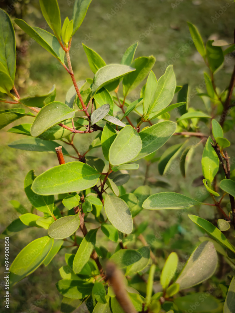 Obraz premium Green henna leaf on the tree.(Mehedi plants)