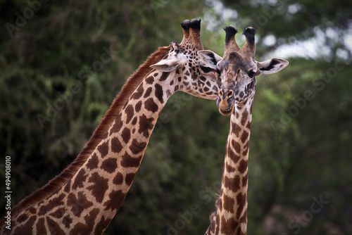 Photography Couple of cute giraffes in Tanzania