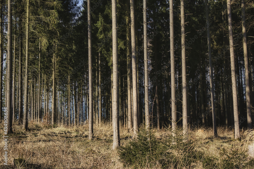 Obraz premium Dichter Nadelwald mit hohen Baumstämmen und sonnigem Waldboden im Thüringer Schiefergebirge, Saalburg-Ebersdorf, Saale-Orla-Kreis, Thüringen, Deutschland