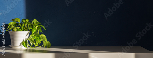 Obraz na plátně Green houseplant against blue wall and white table mock up.