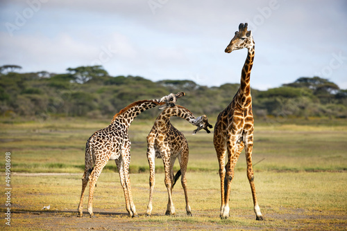 Photography Group of giraffes on a field in Tanzania