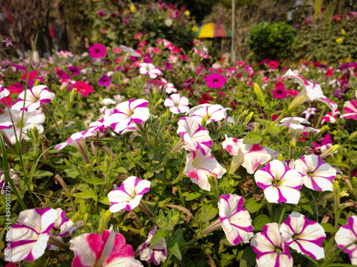 white and purple color flowers in the garden with green leaf background portrait photos.