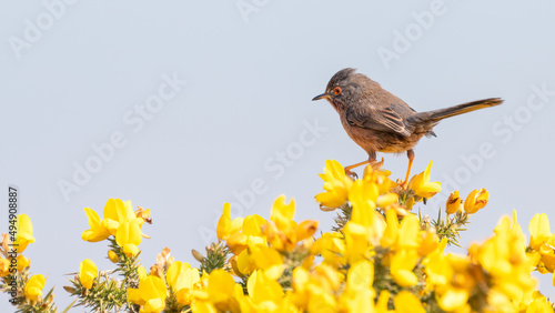 Foto Dartford warbler (Curruca undata) perching on a gorse bush in Spring 2022