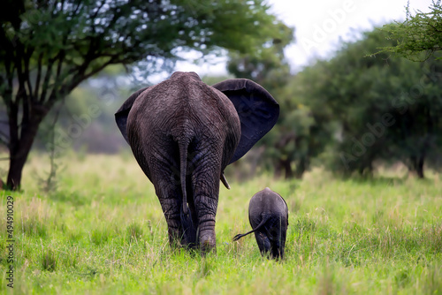 Canvas Print Back view of an elephant walking with its baby in Tanzania