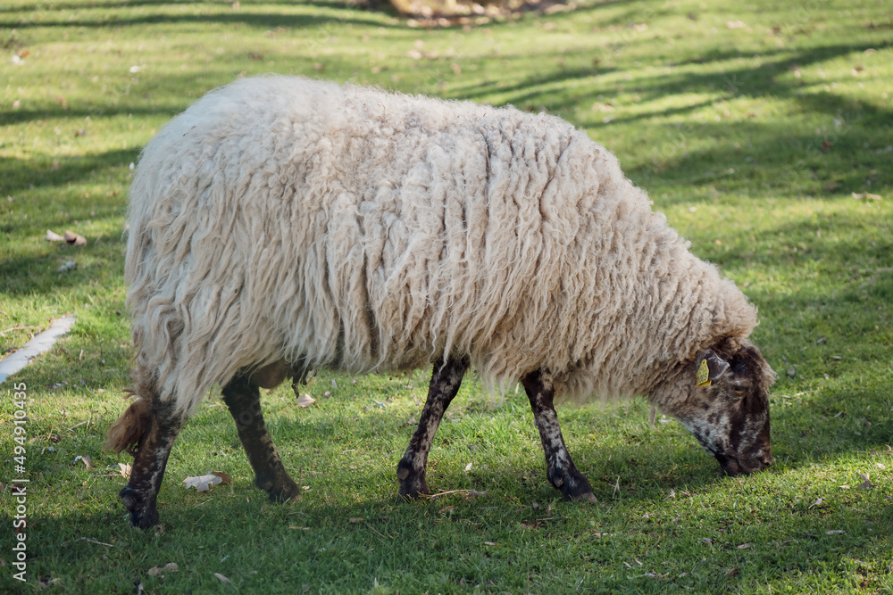 Sheep grazing/Mouton en train de brouter Sheep grazing/Mouton en train de brouter