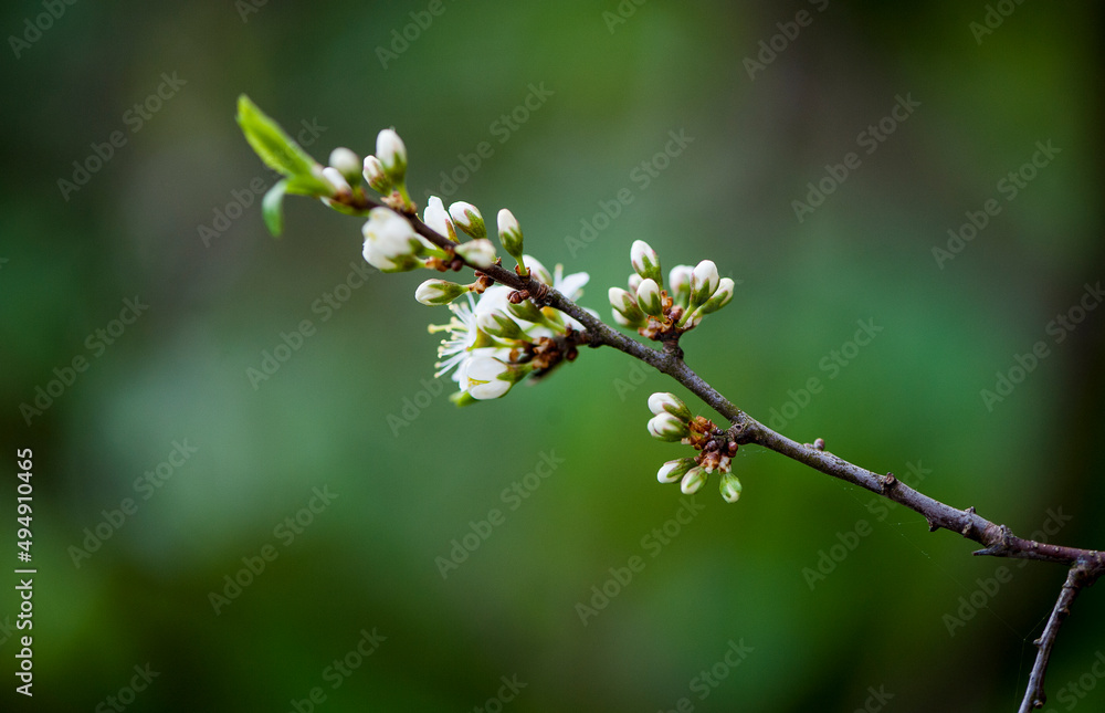 Blossoming branch of cherry, sakura. White spring flowers on the tree Blossoming branch of cherry, sakura. White spring flowers on the tree