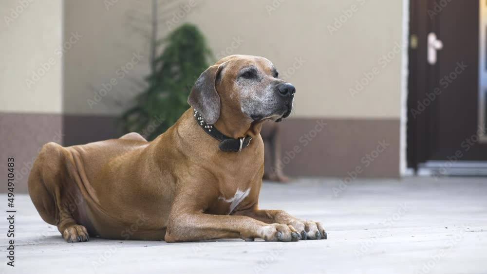 Watchful rhodesian ridgeback lying on patio guarding house, close up. Watchful rhodesian ridgeback lying on patio guarding house, close up.