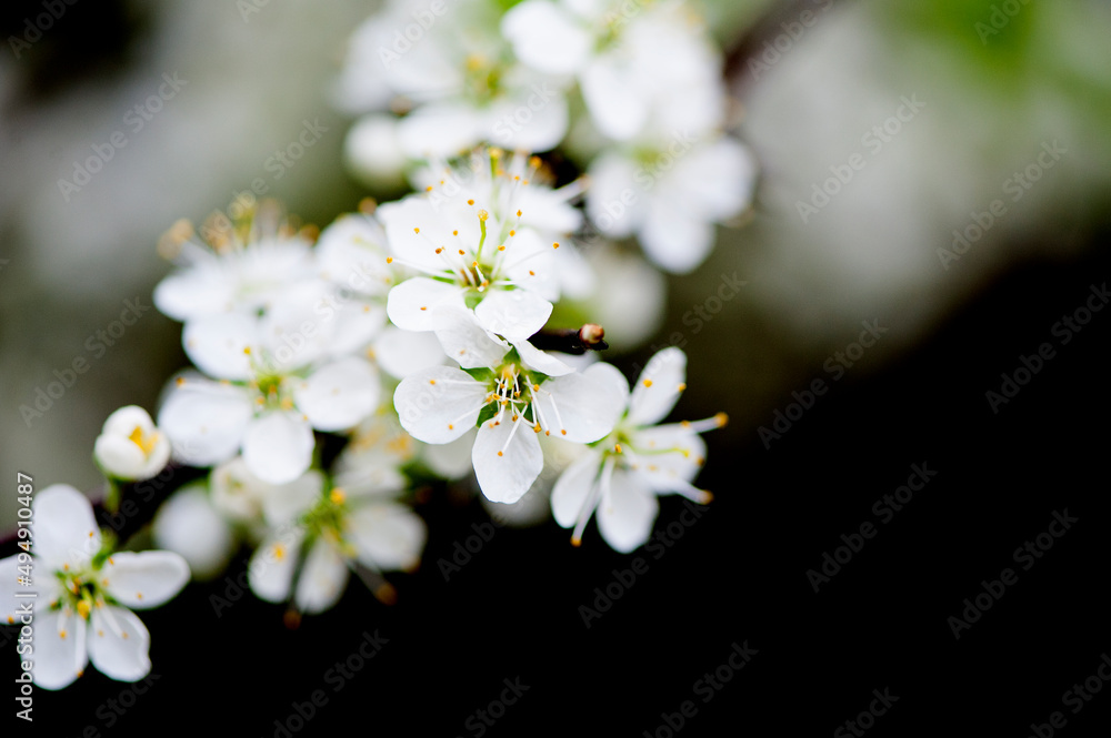 Blossoming branch of cherry, sakura. White spring flowers on the tree Blossoming branch of cherry, sakura. White spring flowers on the tree