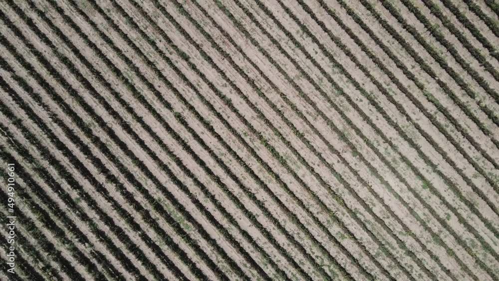 Drone shot vineyard cafayate salta birds eye view Drone shot vineyard cafayate salta birds eye view