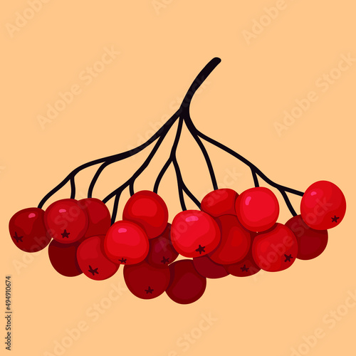 Branch red rowan berry vector