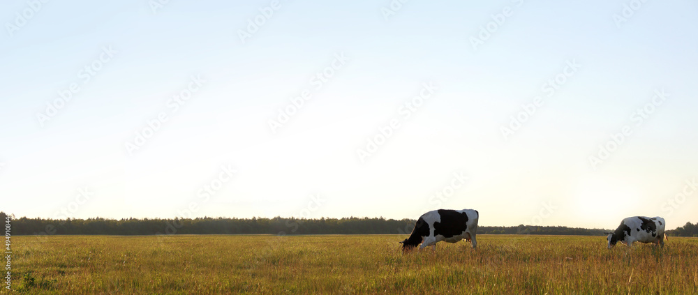 Fototapeta premium Stado czarno-białych krów na łące na tle lasu i odlatującej chmury deszczowej. Długi wiejski krajobraz