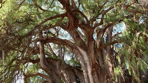 Beautiful Branches of The Widest Tree Trunk in the World Arbol del Tule, Oaxaca. photo