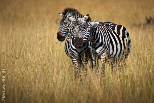 Canvas Print Zebras in a safari in Masai Mara, Kenya