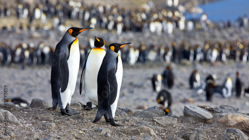 Group of penguins in South Georgia