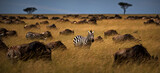 Confusion of wildebeests and zeal of zebras pasturing in a field in Masai Mara, Kenya