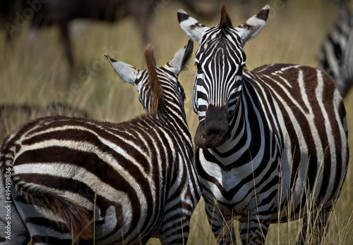 Macro shot of two zebras in a field in Masai Mara, Kenya photo