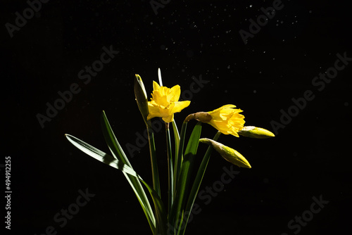 Fototapeta Naklejka Na Ścianę i Meble -  bouquet of daffodils on a black background, colorful still life, 