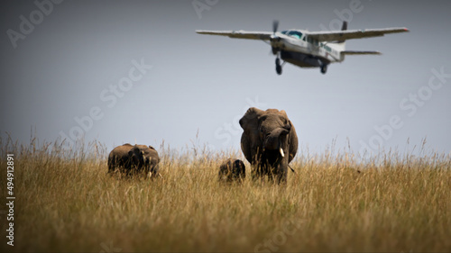 Plane flying above the elephants in a safari in Masai Mara, Kenya