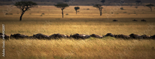 Photography Wildebeest animals in an open field in Masai Mara, Kenya