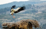 Natural view of a stork flying into its nest