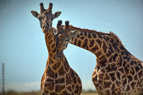 Canvas Print Couple of giraffes in a field in Masai Mara, Kenya during daylight