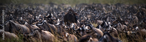 Photography Group of buffalos in Masai Mara, Kenya